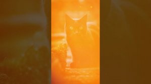 Чёрные Кошки. Мифы, предания и факты.