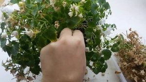 Жизненный цикл кампанул. Зимний уход.