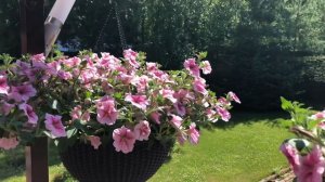 Как красиво украсить террасу/веранду петуниями