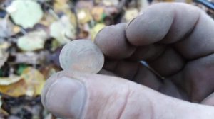 Поиск монет в осеннем лесу. fisher f22 Фишер Ф22  Лучший способ поиска монет