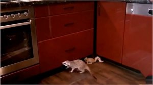 Сурикаты. Голодные сурикаты. Смешные животные. Funny animals.