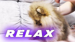 Щенкам шпица 71 день. Релакс для собак. Померанские шпицы играют. Лысая Бэлла