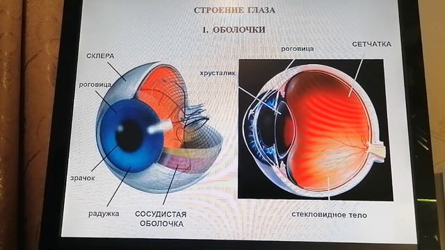 Зрительная сенсорная система