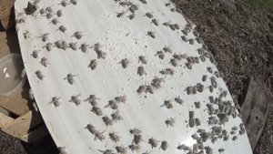 тест на заклещевоность пчёл сахарной пудрой в банке после Экопола