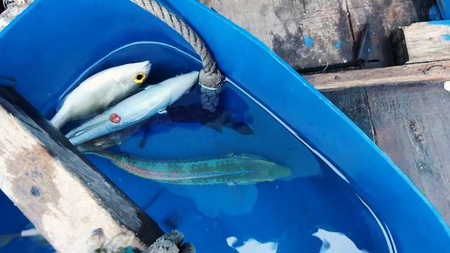 Вьетнам. Нячанг. Морская рыбалка, пляж и снорклинг на Южных островах, обзор
