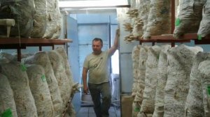 Выращивание грибов вешенка Бизнес идея в гараже или подвале