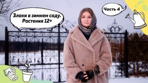 Зимний сад | Злаки в саду | Злаковые растения | Вейник | Луговик | Просо