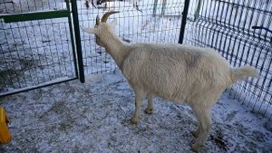 Адаптация новых коз в хозяйстве