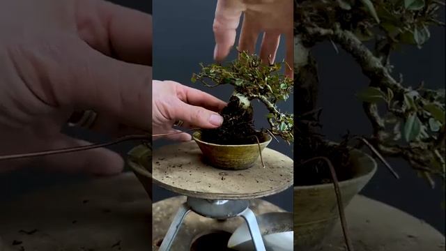 Repotting a small Mame bonsai Cotoneaster