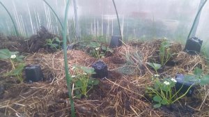 ВЫСАЖИВАЮ КРУТЫЕ СОРТА КЛУБНИКИ В ТЕПЛИЦУ ДЛЯ ОБЗОРА // С.Х.У