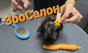 Светская морская свинка посетила зоосалон)