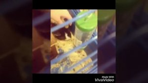 Моя морская свинка умирает:(