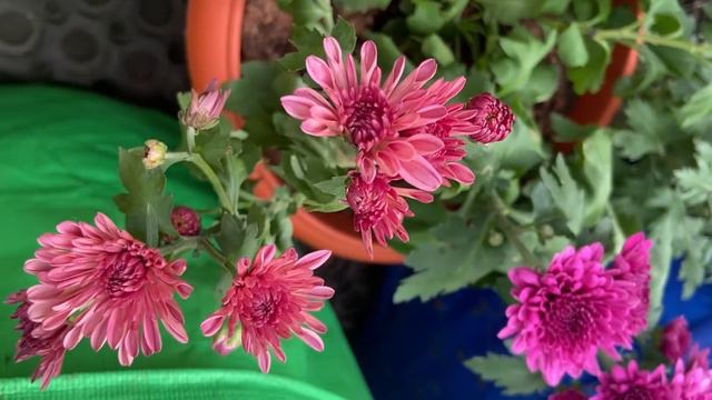 Top 10 winter flowers we can grow in our Terrace garden/ names /Tamil/ Anitha’s gardening tips смотреть онлайн