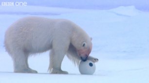 Полярные медведи играют в футбол [HD]