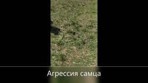 Берегите верблюдов!