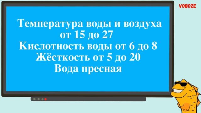 Змееголов Андрао в аквариуме Содержание совместимость разведение кормление Змееголова Андрао
