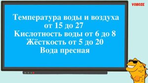 Змееголов Андрао в аквариуме Содержание совместимость разведение кормление Змееголова Андрао