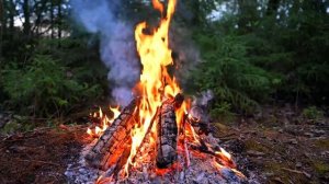 ? Cozy Campfire in the Forest (10 HOURS). Autumn Campfire with Crackling Fire Sounds