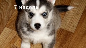 Хаски в квартире. часть 1
