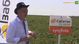 Сагатан F1 Томат Syngenta День поля 10 08 2016
