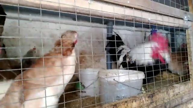 К козам с цветами. Подсаживаем петухов. Крыса замучала. смотреть онлайн