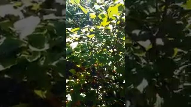 wild raspberry - дикая малина смотреть онлайн