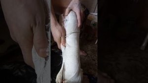 Снятие гипса