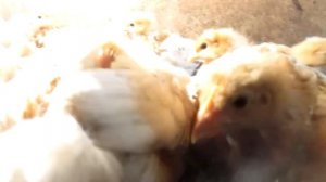цыплята подросли переводим цыплят во двор гуси гуляют цыплятам три недели мои цыплятки