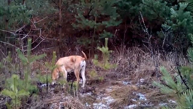 Натаска. Тренировка охотничьей собаки "Русская гончая" смотреть онлайн