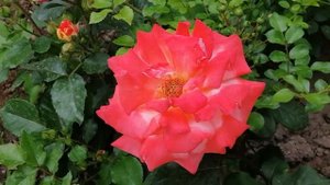 РОЗА ПЕПИТА (Pepita), ФАЙЕР ФЛЕШ (Fire Flash) И НЕЗНАКОМКА.