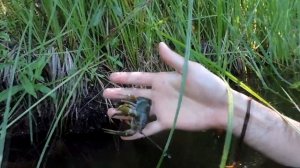 ГИГАНТСКИЙ_РАК_ЛОВЛЯ_РАКОВ_РУКАМИ_ПРИГОТОВЛЕНИЕ_РАКОВ.mp4