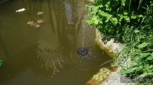 Фонтан на солнечных батареях и светящийся цветок с АлиЭкспресс в наш пруд.