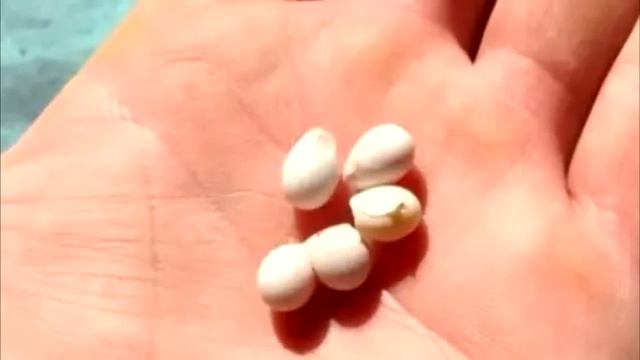 Парень нашёл в саду странные яйца. Чудо произошло прямо на его руке смотреть онлайн