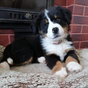 Наши чемпионы Ваши верные друзья.mp4