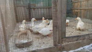 Содержание уток ? зимой .