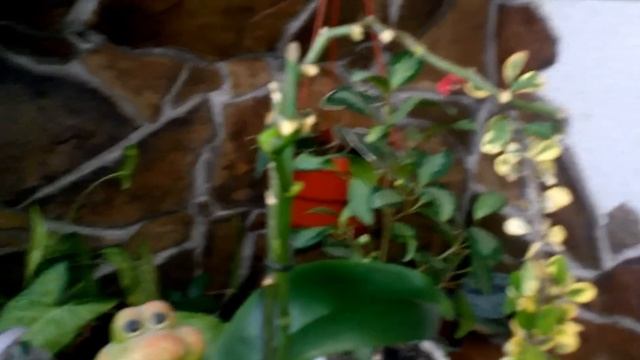 Выращивание и уход орхидеи фаленопсис смотреть онлайн