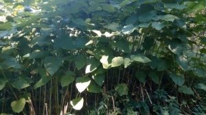 Рейнутрия сахалинская ! Сахалинская гречка или Сибирский бамбук. Описание и применение!