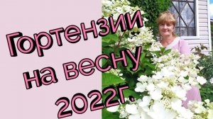 Гортензии на весну 2022 г. Мой заказ в питомнике Пулков сад.