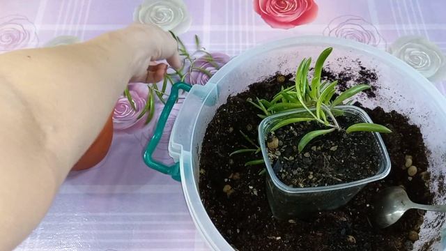 Крестовник Роули вариегатный?Геррейна?Оттона?Уход?Полив?Освещение?Грунт?Пересадка?Размножение?