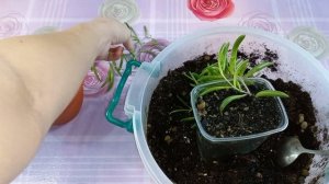 Крестовник Роули вариегатный?Геррейна?Оттона?Уход?Полив?Освещение?Грунт?Пересадка?Размножение?