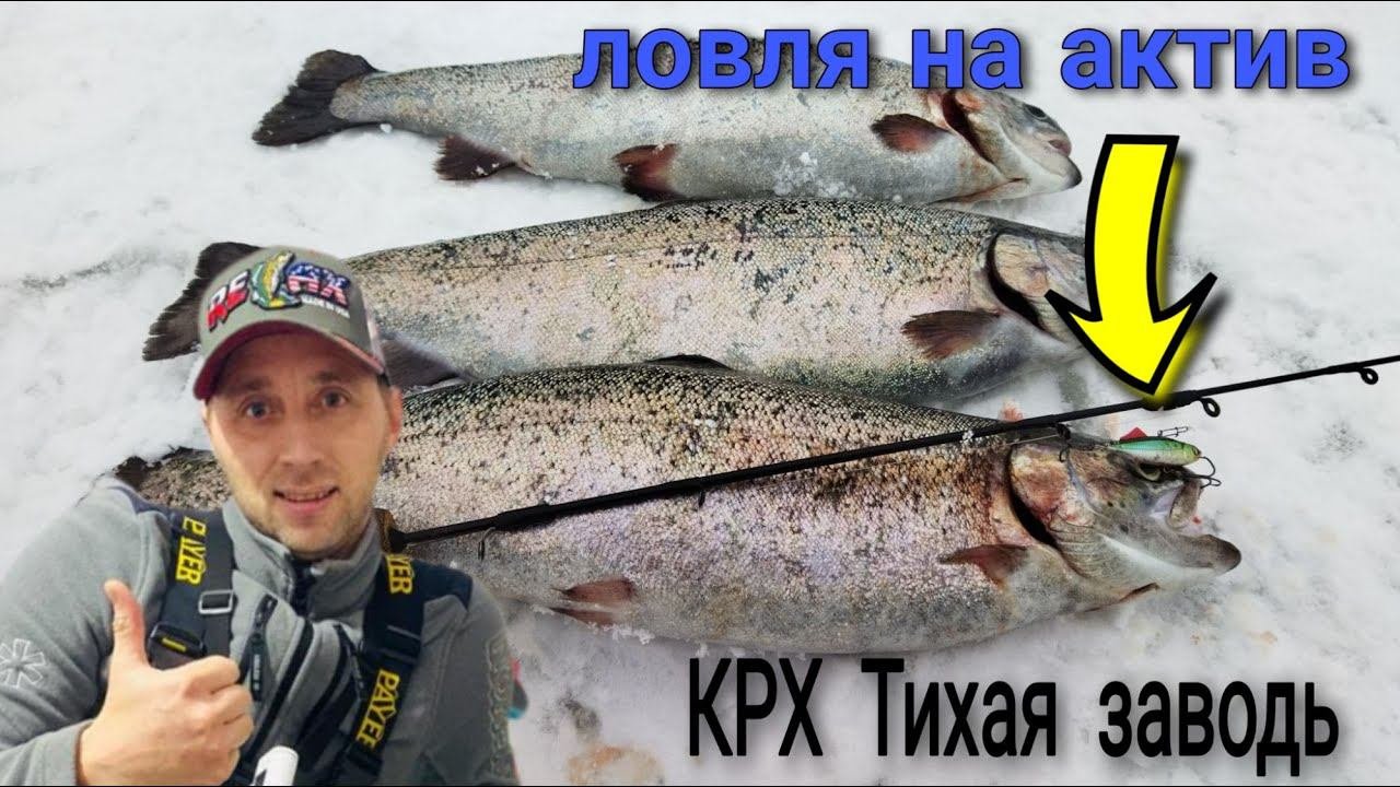 Форель гнет и ломает крючки.Рыбалка в тихой заводи.
