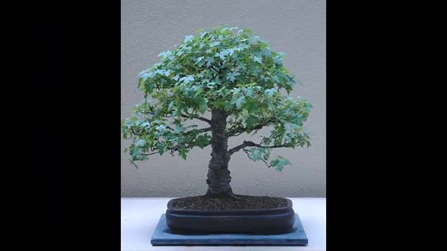 Deciduous Bonsai- Liquidambar Bonsai смотреть онлайн