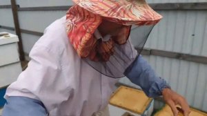 4 матки в одном улье