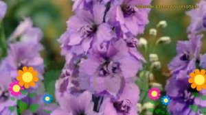 Дельфиниум высокий Делфиз Миста. Краткий обзор, описание delphinium elatum Delphi's Misty