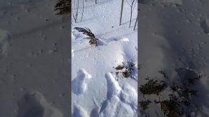 Впечатления о снегоуборщике Daewoo dast 1590.