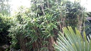 Planting Trachycarpus fortunei palm tree