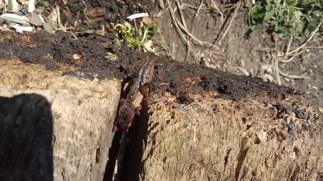 На даче поймали Медведку 22 июля 2020 г. смотреть онлайн