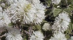 Fothergilla gardenii Dwarf Fothergilla