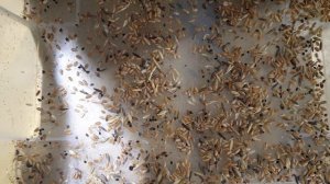 Сортировки пшеницы на фотосепараторе MiniSort