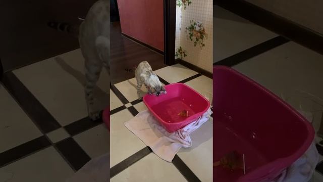 игра Таси с рыбкой в тазике с водой смотреть онлайн